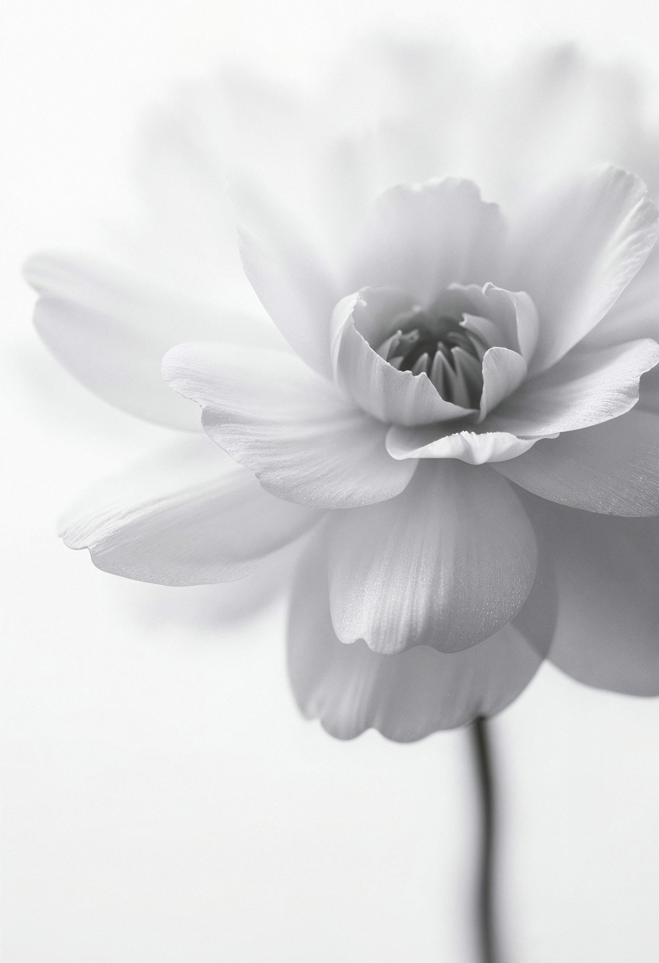 Fiore bianco Éclat des Fleurs in luce soffusa